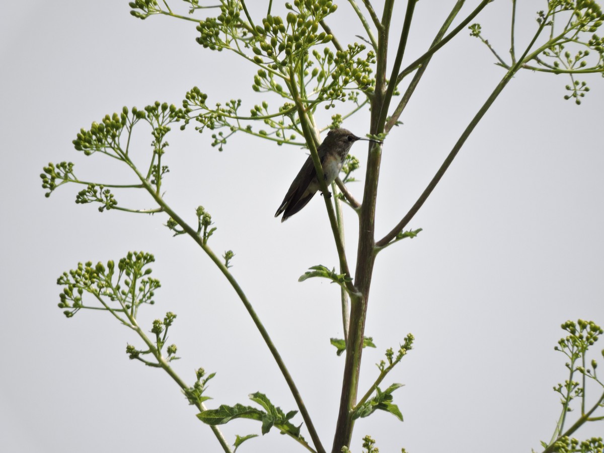 Rufous Hummingbird - ML619565592