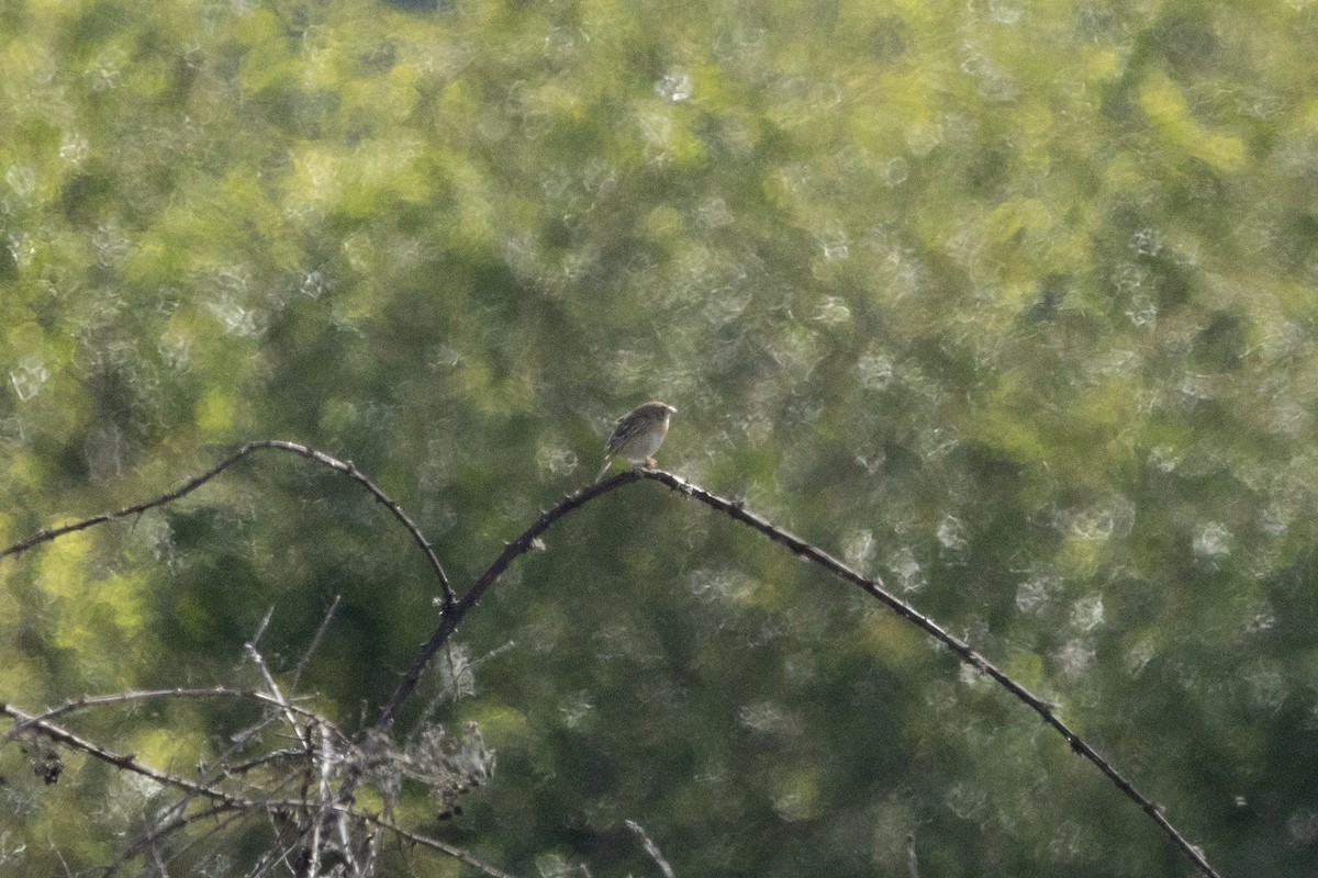 Grasshopper Sparrow - ML619565595