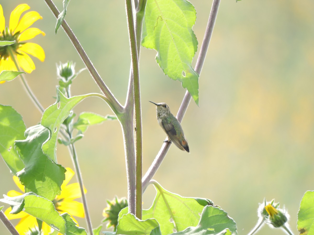 Rufous Hummingbird - ML619565609