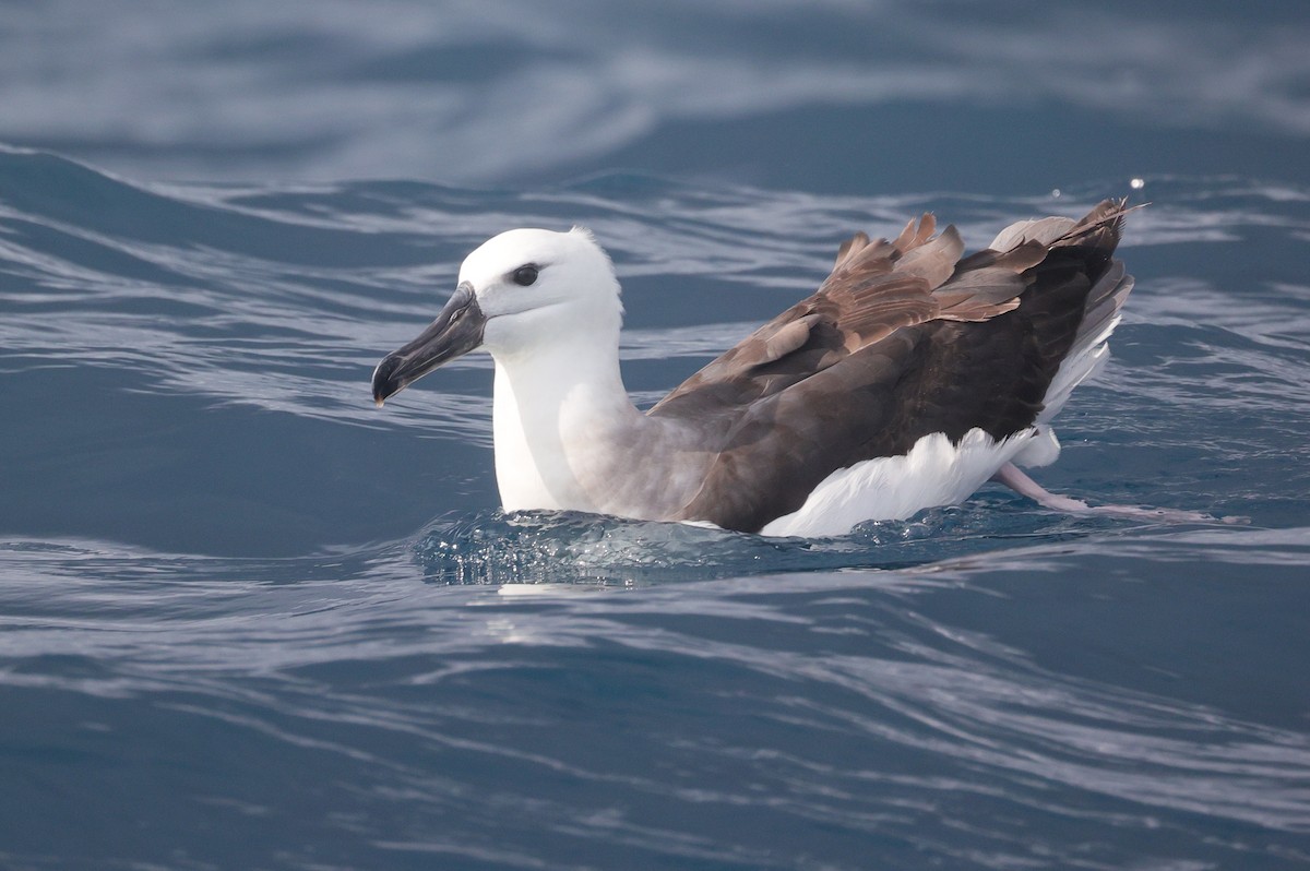 Black-browed Albatross (Black-browed) - ML619565625