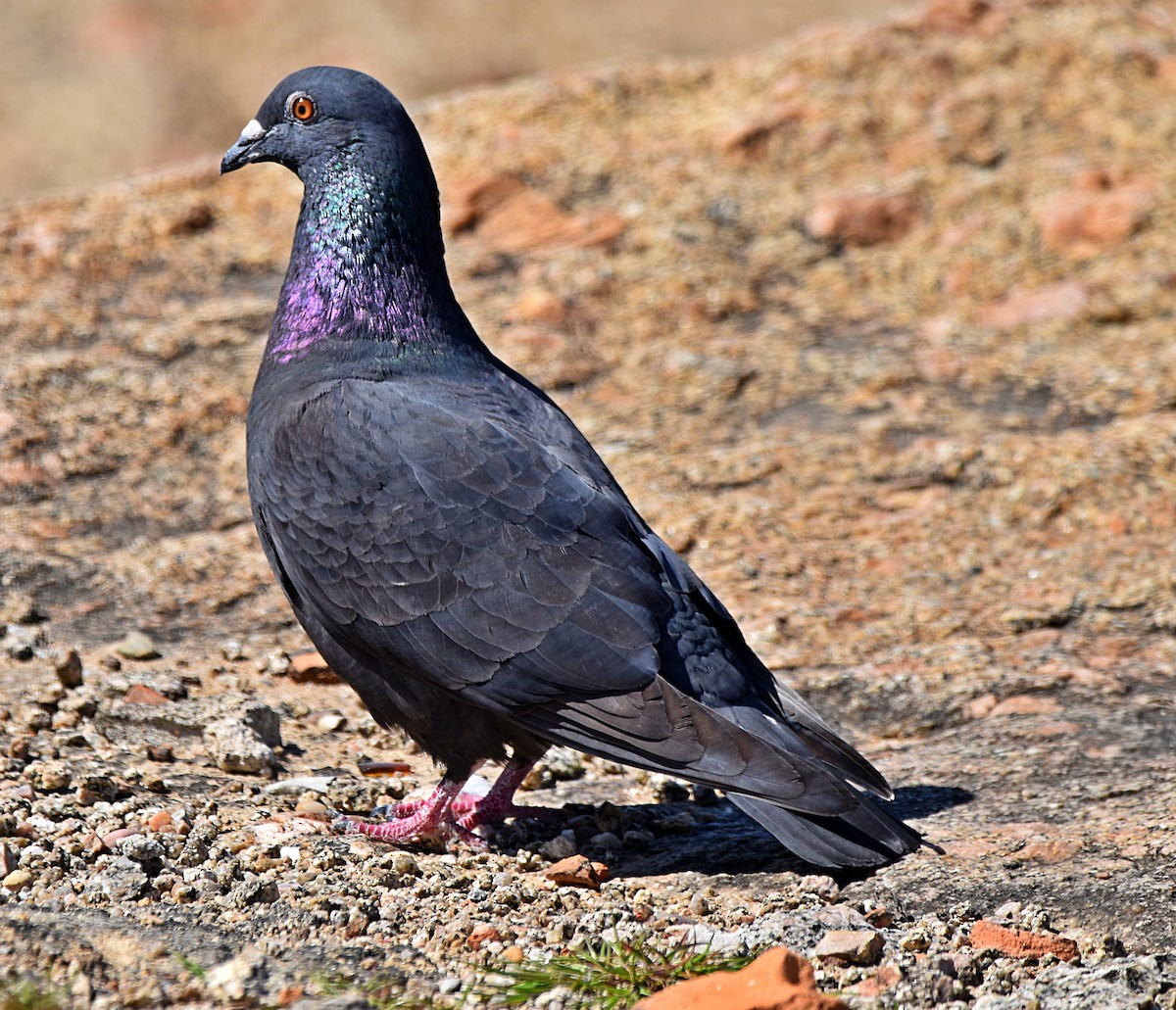 Pigeon biset (forme domestique) - ML619565641