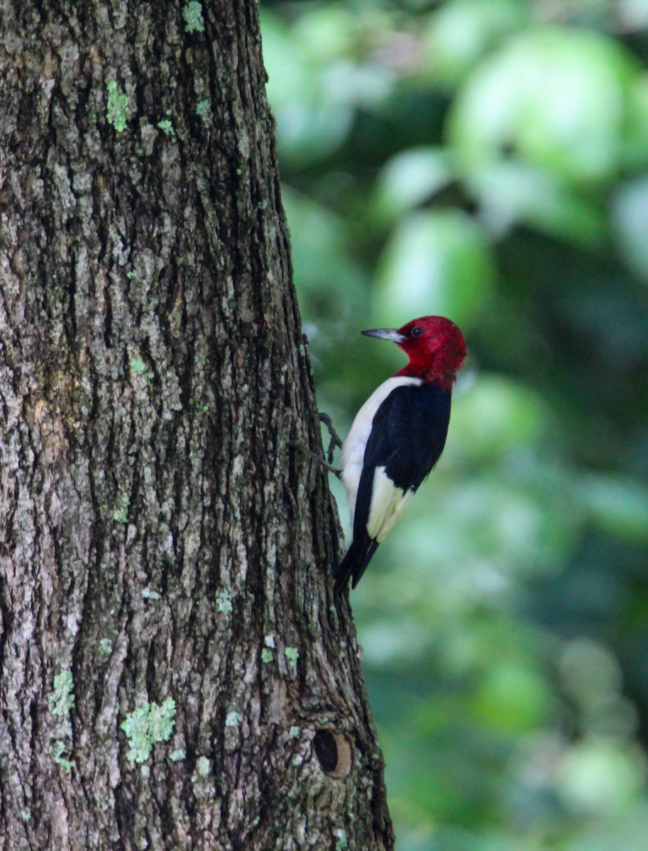 Red-headed Woodpecker - ML619565654