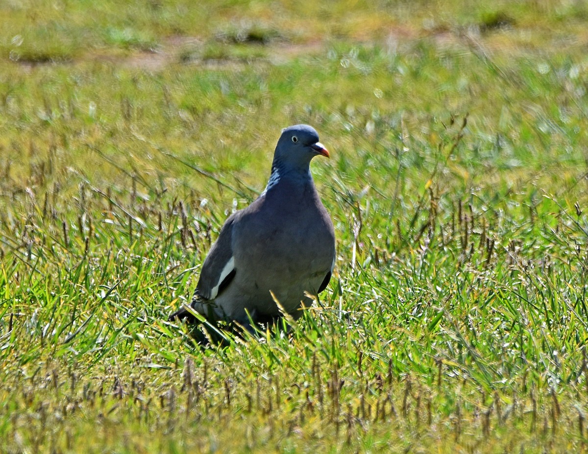 Common Wood-Pigeon - ML619565670