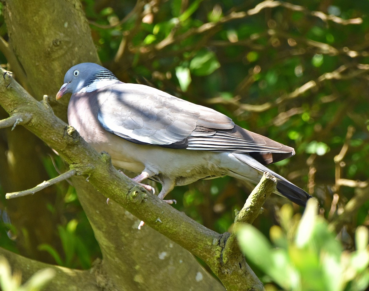Common Wood-Pigeon - ML619565672