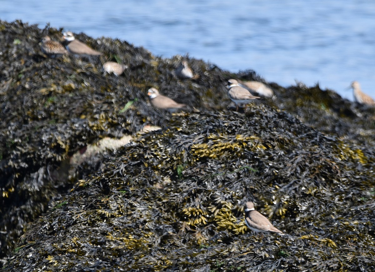 Common Ringed Plover - ML619565688