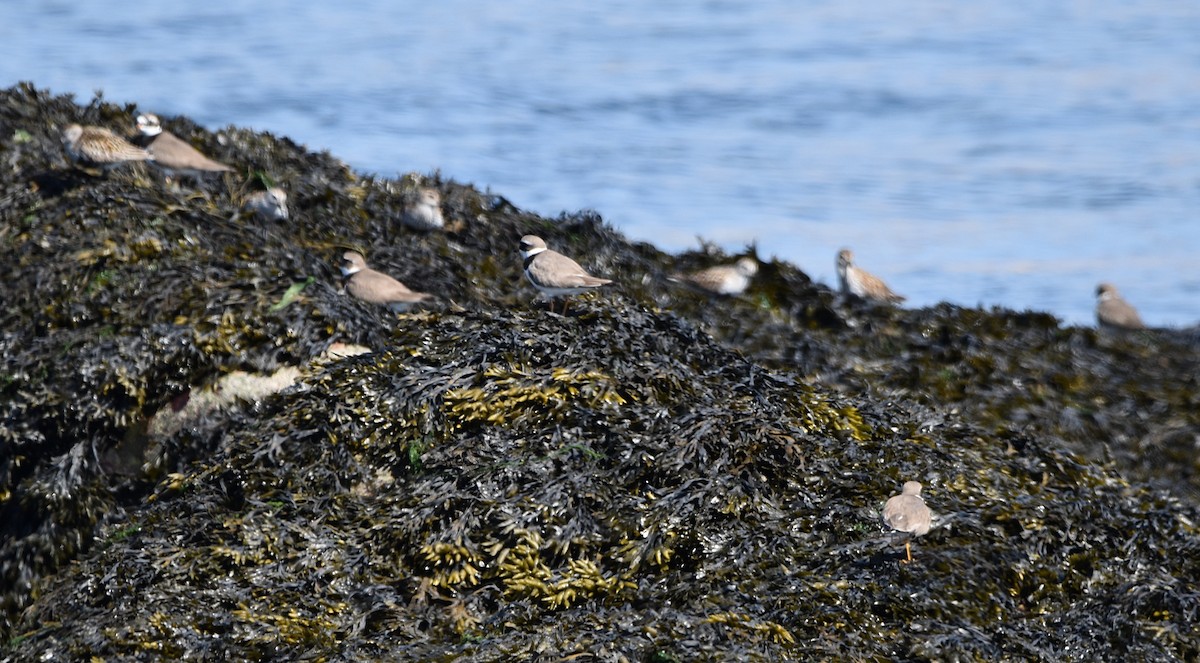 Common Ringed Plover - ML619565689