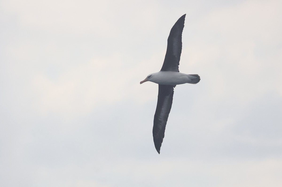 Albatros à sourcils noirs (impavida) - ML619565714
