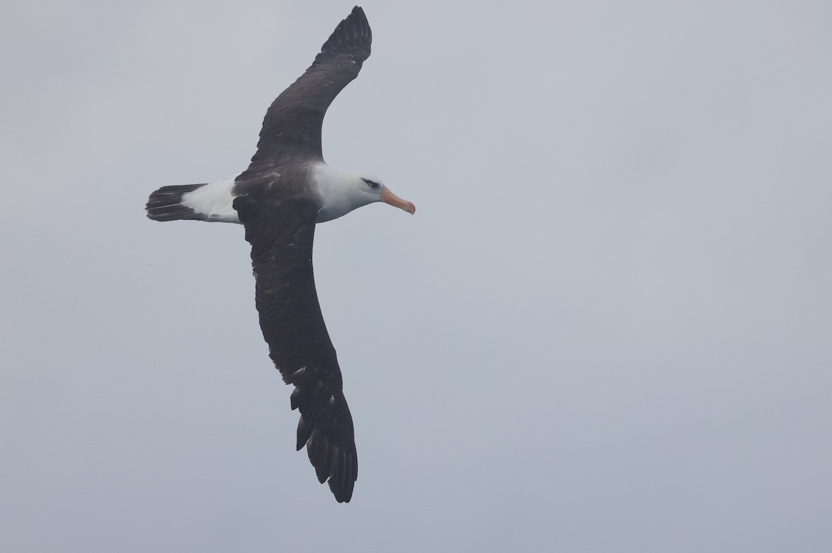 Albatros à sourcils noirs (impavida) - ML619565715