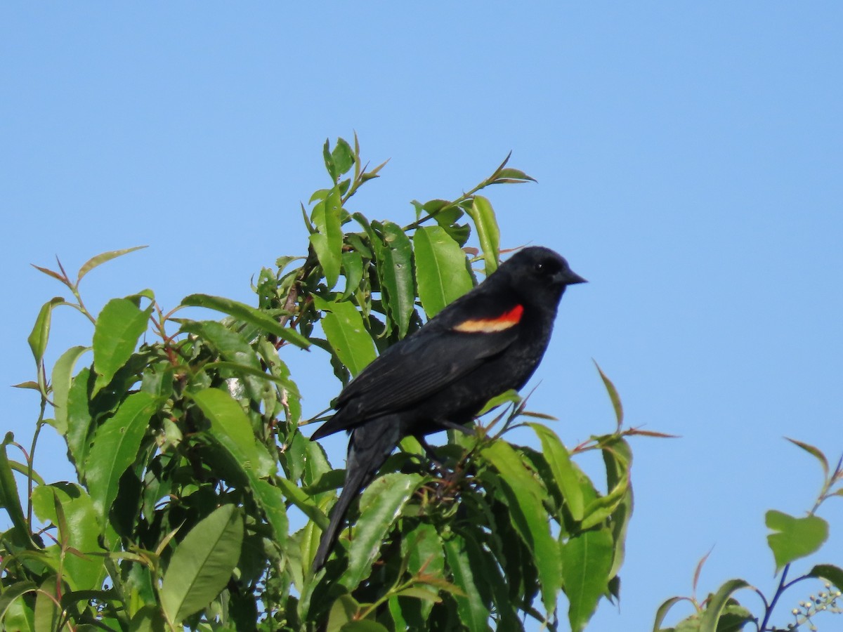 Red-winged Blackbird - ML619565723