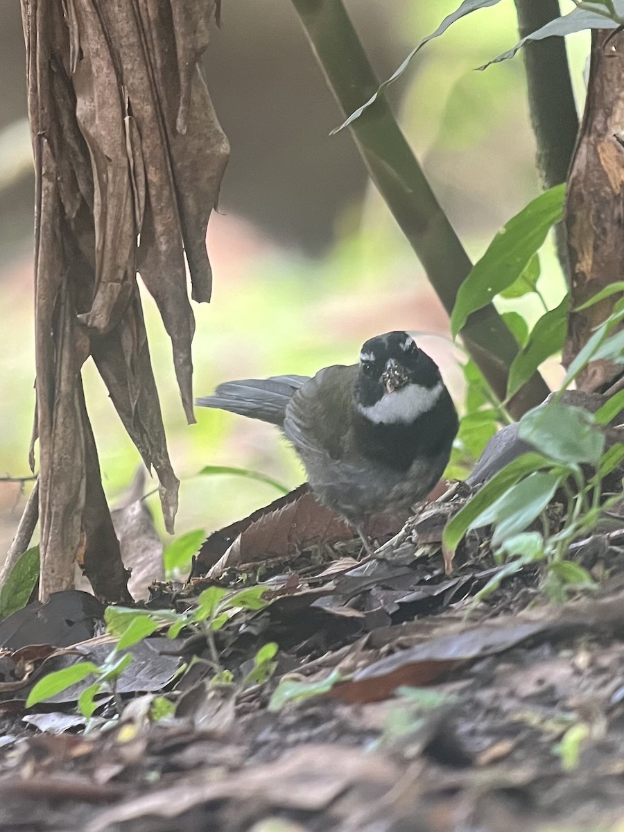 Orange-billed Sparrow - ML619565734