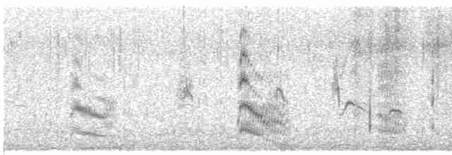 שחפית שחורת-אוזן - ML619565751