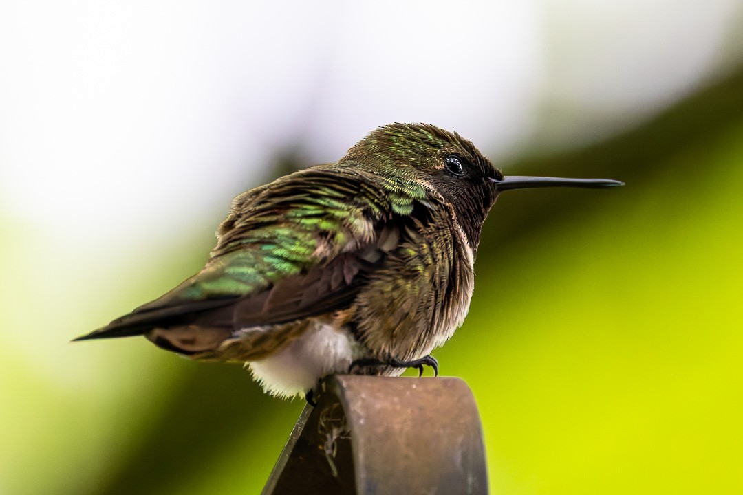 Ruby-throated Hummingbird - ML619565823