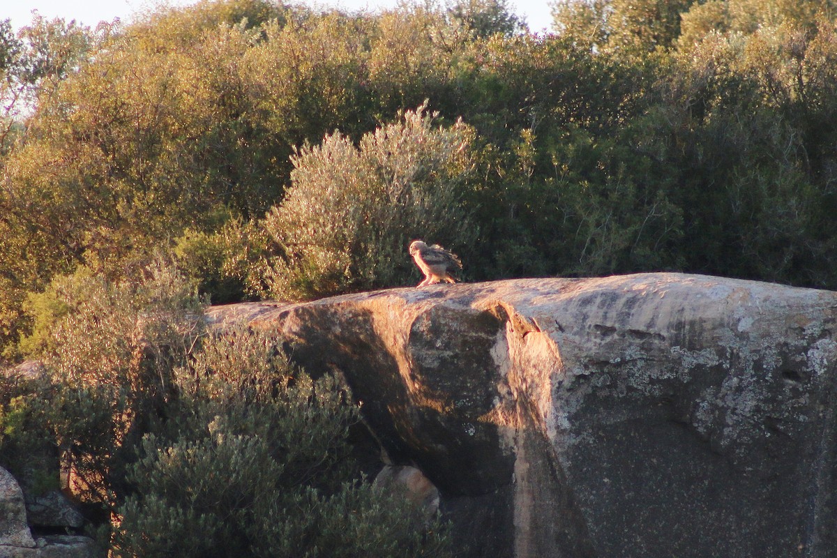 Eurasian Eagle-Owl - ML619565835