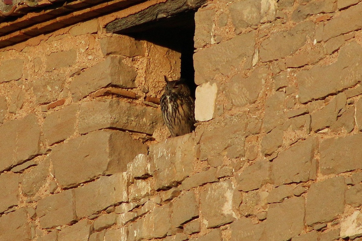 Eurasian Eagle-Owl - ML619565836
