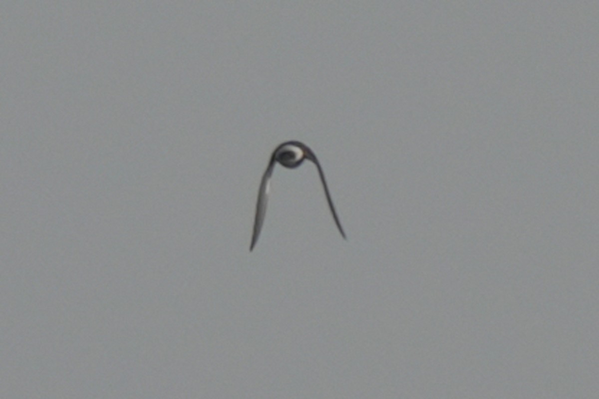 Mangrove Swallow - ML619565847