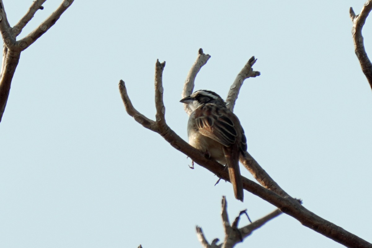 Stripe-headed Sparrow - ML619565866