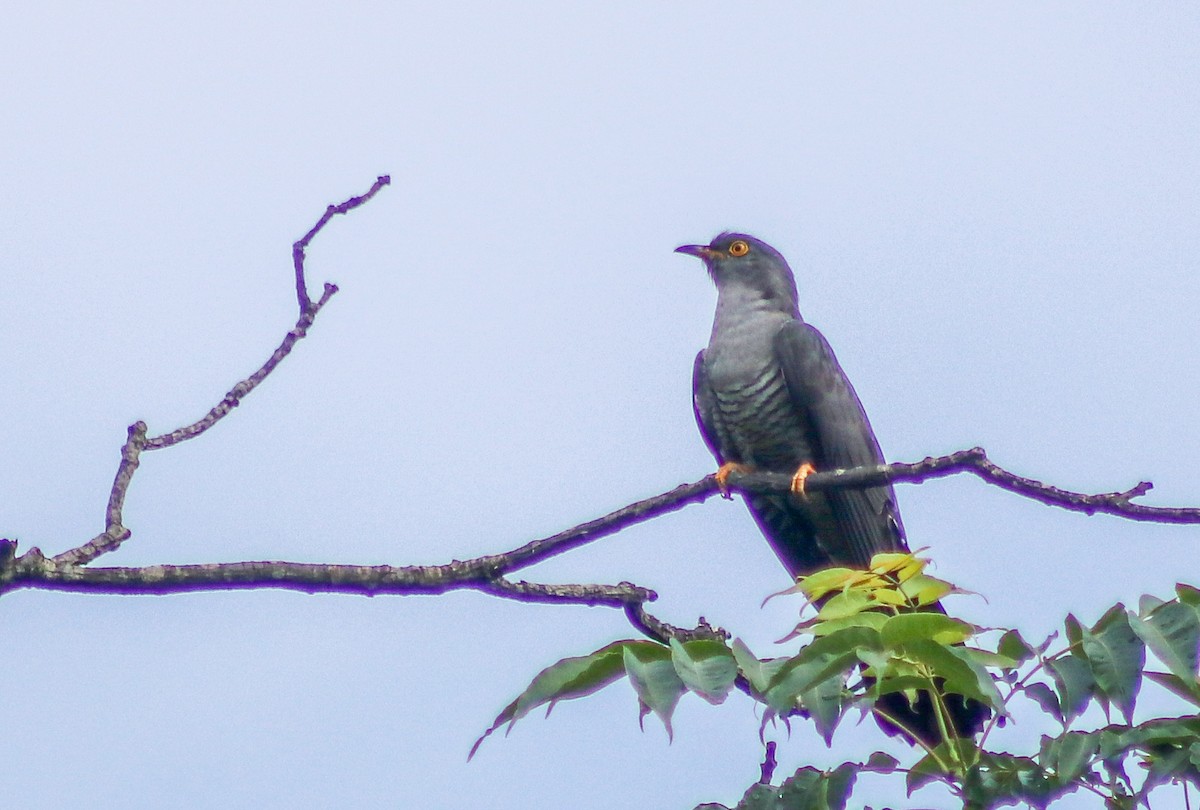 Common Cuckoo - ML619565872