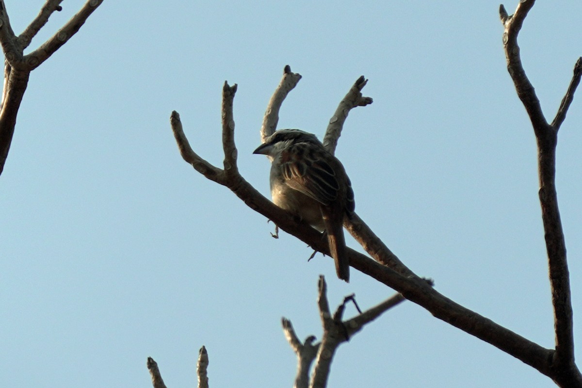 Stripe-headed Sparrow - ML619565874