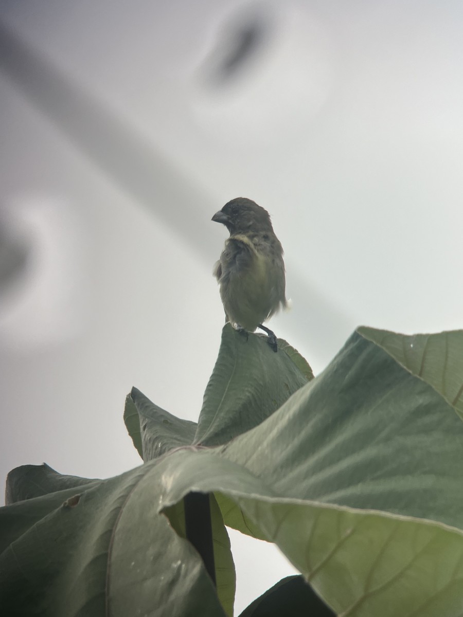 Yellow-bellied Seedeater - ML619565947