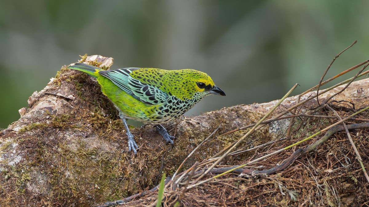 Speckled Tanager - ML619565970