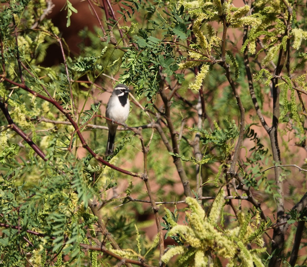 Black-throated Sparrow - ML619565991