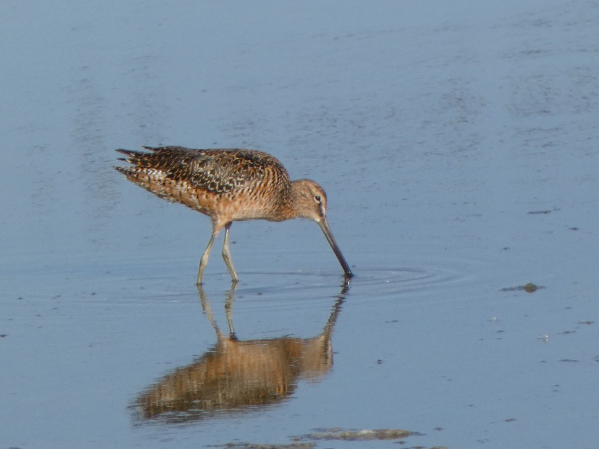 Long-billed Dowitcher - ML619565993