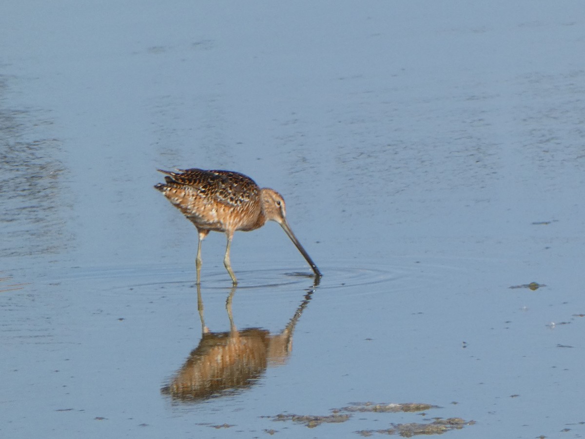 Long-billed Dowitcher - ML619565994