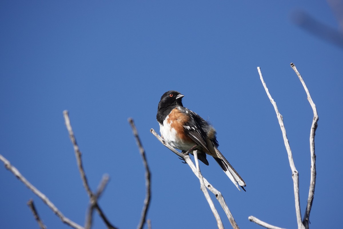 Spotted Towhee - ML619566041