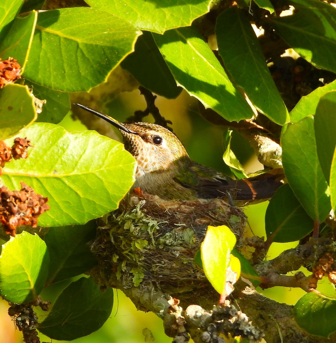 Anna's Hummingbird - ML619566054