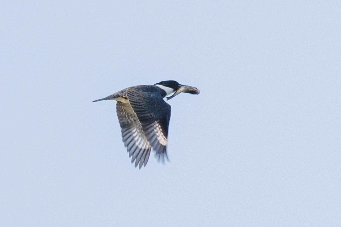 Belted Kingfisher - ML619566060