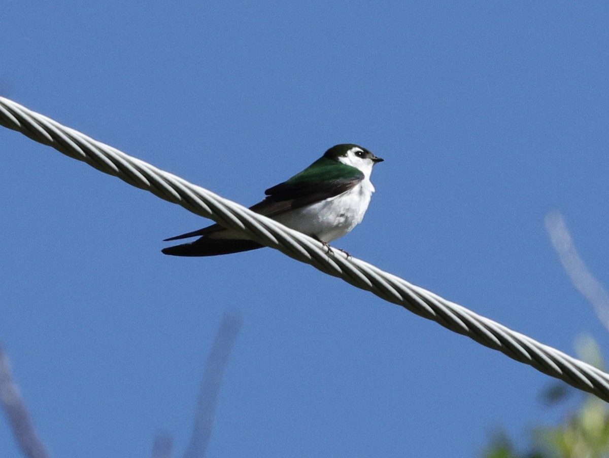 Violet-green Swallow - ML619566064