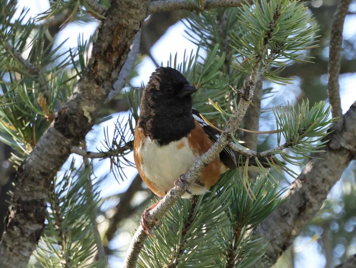 Spotted Towhee - ML619566090