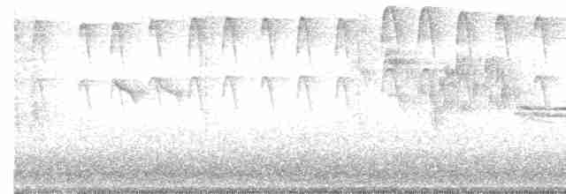 strakapoud velký [skupina major] - ML619566119