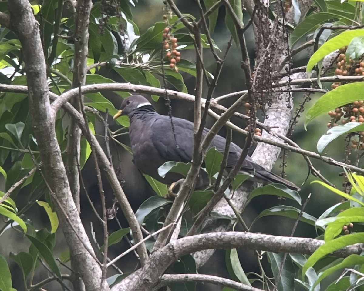 Band-tailed Pigeon - ML619566123