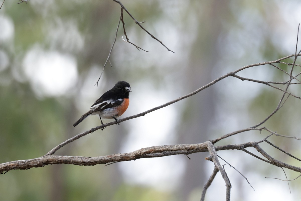 Scarlet Robin (Campbell's) - ML619566125