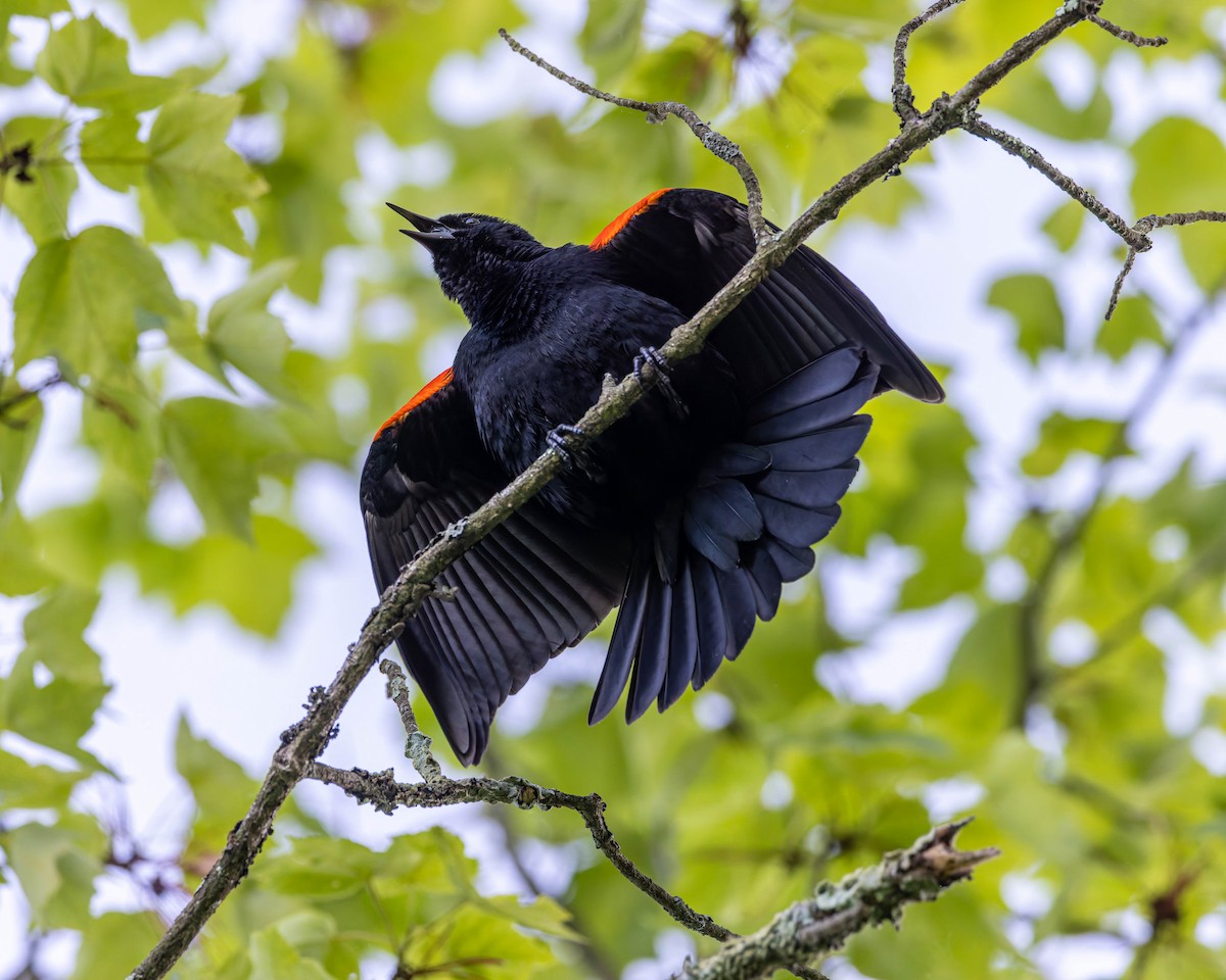 Red-winged Blackbird - ML619566167