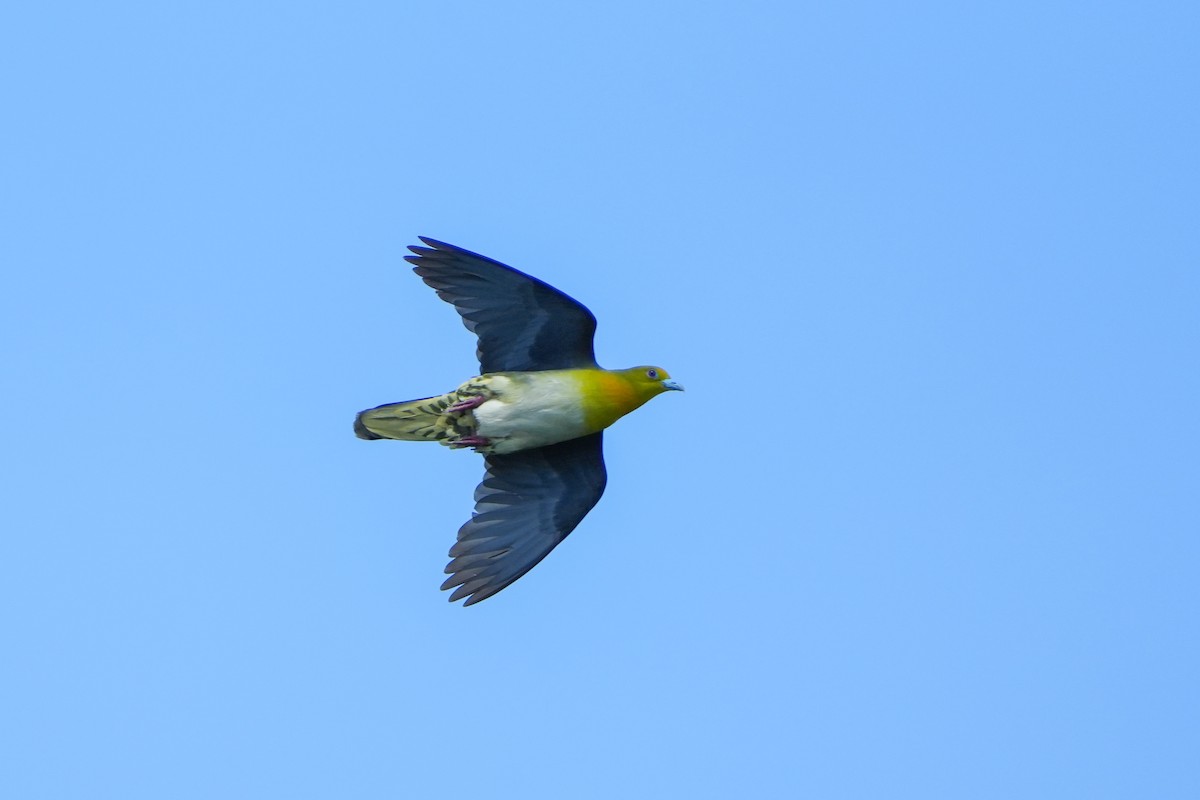 White-bellied Green-Pigeon - ML619566237