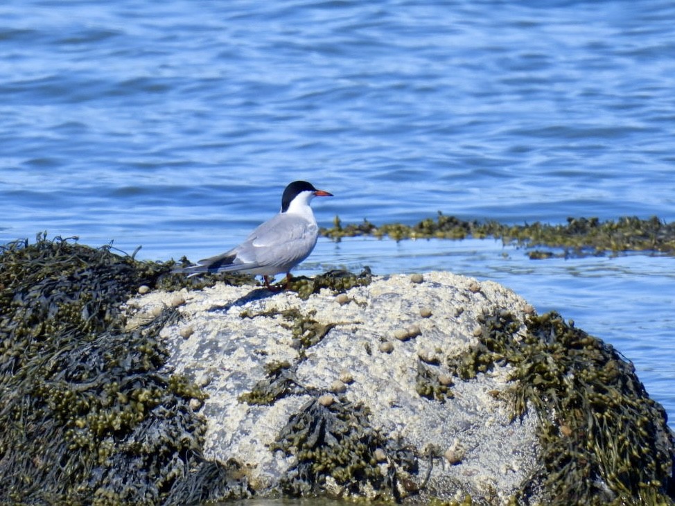 Common Tern - ML619566249