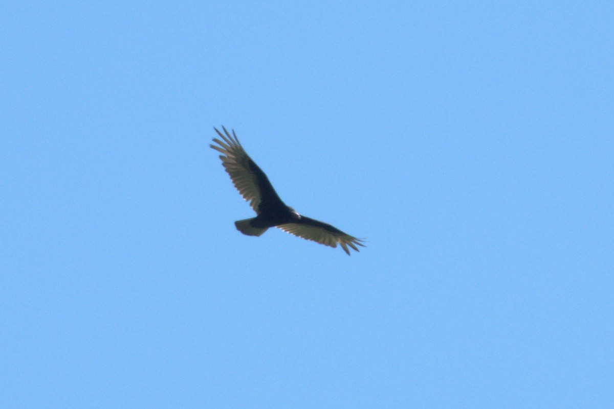 Turkey Vulture - ML619566251