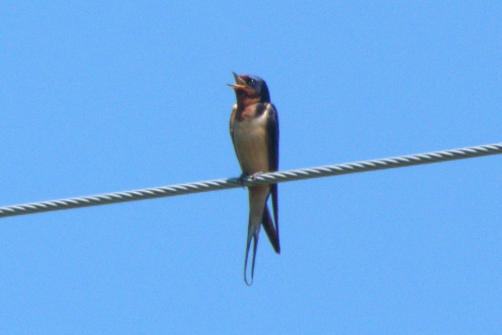 Barn Swallow - ML619566267