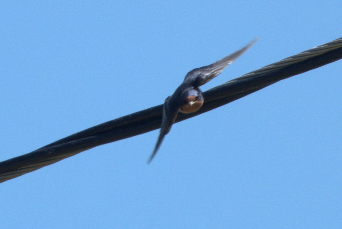 Barn Swallow - ML619566268