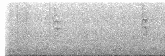 Новозеландская веерохвостка - ML619566282
