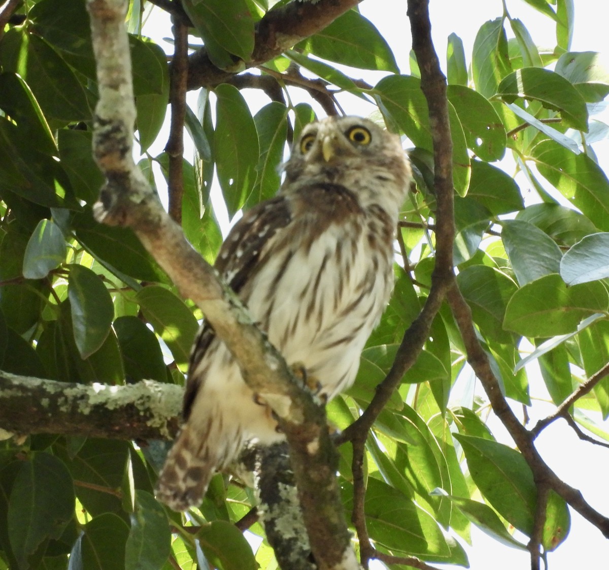 Ferruginous Pygmy-Owl - ML619566301