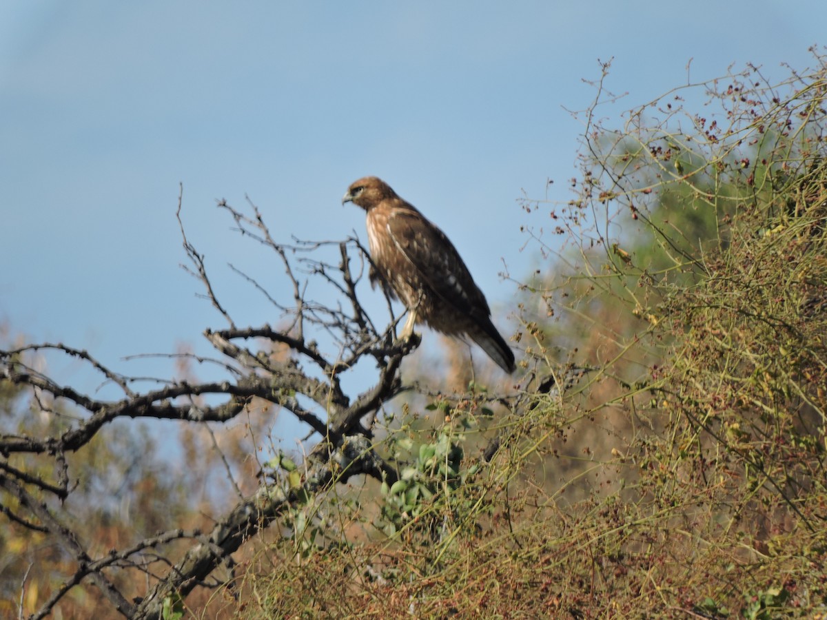 Red-tailed Hawk - ML619566306