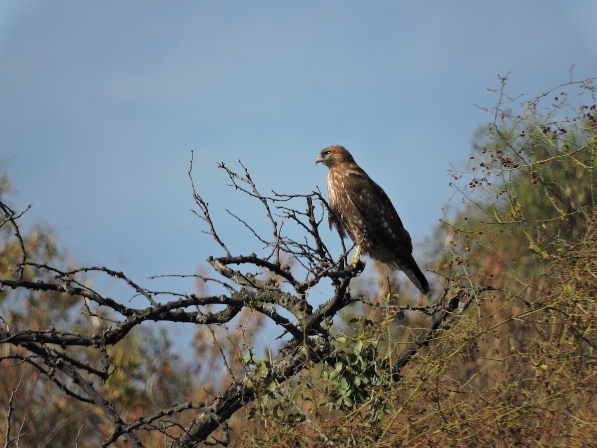 Red-tailed Hawk - ML619566311