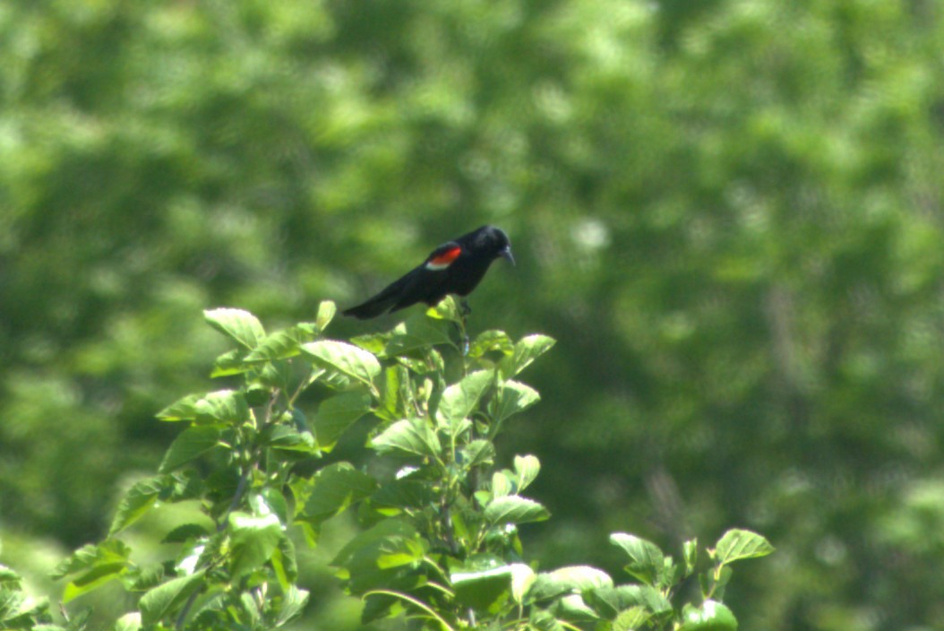 Red-winged Blackbird - ML619566338