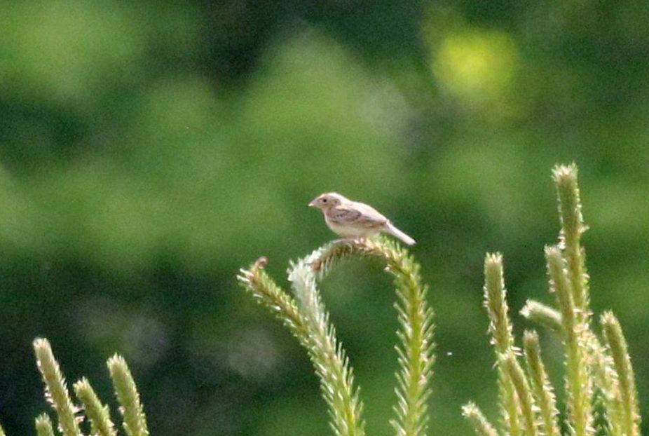 Grasshopper Sparrow - ML619566370