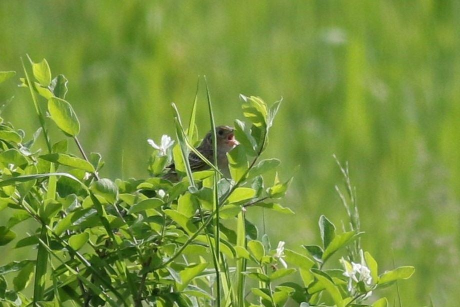 Grasshopper Sparrow - ML619566371