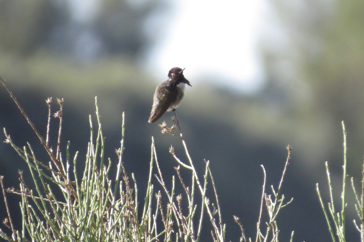 Costa's Hummingbird - ML619566384