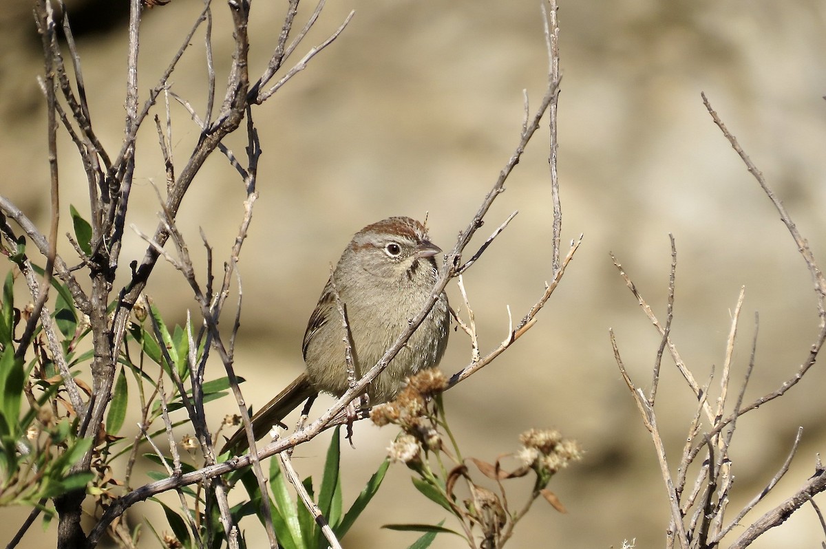 Rufous-crowned Sparrow - ML619566388